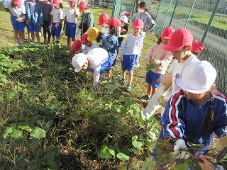 11月4日(火)　さつま芋掘り